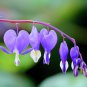 Dicentra Spectabilis Bleeding Heart Classic Cottage Garden Plant 200 Seeds