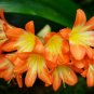 Kasuki Gorgeous Clivia Bonsai (Kaffir Lily) 200 Seeds