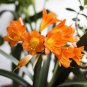 Kasuki Gorgeous Clivia Bonsai (Kaffir Lily) 200 Seeds