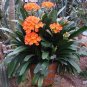 Kasuki Gorgeous Clivia Bonsai (Kaffir Lily) 200 Seeds