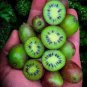 Rare New Variety Mini Kiwi Fruit Organic 100 Seeds
