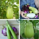 Green Fat Eggplant 120 Seeds