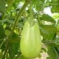Green Fat Eggplant 120 Seeds