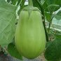 Green Fat Eggplant 120 Seeds