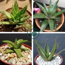 Aloe Bonsai Succulent Plants 200 Seeds