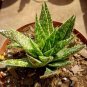 Aloe Bonsai Succulent Plants 200 Seeds