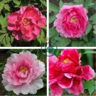 Multicolor Japanese Tree Peony Flower 10 Seeds