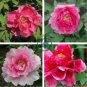 Multicolor Japanese Tree Peony Flower 10 Seeds
