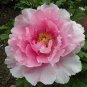 Multicolor Japanese Tree Peony Flower 10 Seeds