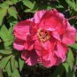 Multicolor Japanese Tree Peony Flower 10 Seeds