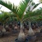 Bottle Palm Flores Exotic Plants 20 Seeds