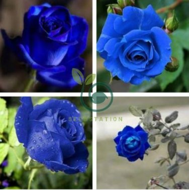 Rare 'Princess' Blue Rose Plant Perennial Flower 40 Seeds