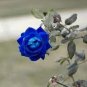 Rare 'Princess' Blue Rose Plant Perennial Flower 40 Seeds