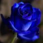 Rare 'Princess' Blue Rose Plant Perennial Flower 40 Seeds