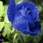 Rare 'Princess' Blue Rose Plant Perennial Flower 40 Seeds
