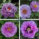 Rare Heirloom Huge Purple Ruffled Satin-like Tree Peony Flower 10 Seeds