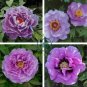 Rare Heirloom Huge Purple Ruffled Satin-like Tree Peony Flower 10 Seeds