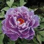 Rare Heirloom Huge Purple Ruffled Satin-like Tree Peony Flower 10 Seeds