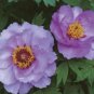 Rare Heirloom Huge Purple Ruffled Satin-like Tree Peony Flower 10 Seeds