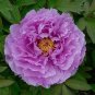 Rare Heirloom Huge Purple Ruffled Satin-like Tree Peony Flower 10 Seeds