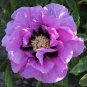 Rare Heirloom Huge Purple Ruffled Satin-like Tree Peony Flower 10 Seeds