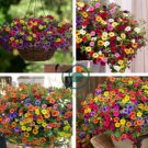 Hanging Petunia Garden Mixed Color 400 Seeds