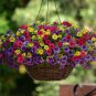 Hanging Petunia Garden Mixed Color 400 Seeds