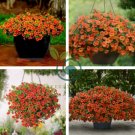 Calibrachoa Kabloom Crave Sunset Vigorous 200 Seeds