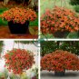 Calibrachoa Kabloom Crave Sunset Vigorous 200 Seeds
