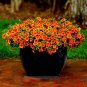 Calibrachoa Kabloom Crave Sunset Vigorous 200 Seeds