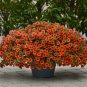 Calibrachoa Kabloom Crave Sunset Vigorous 200 Seeds
