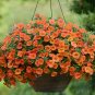 Calibrachoa Kabloom Crave Sunset Vigorous 200 Seeds