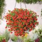 Calibrachoa Kabloom Crave Sunset Vigorous 200 Seeds