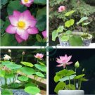 'Bathing Beauty' Pink Lotus Flower Water Lily Flower Aquatic Plants 2 Seeds