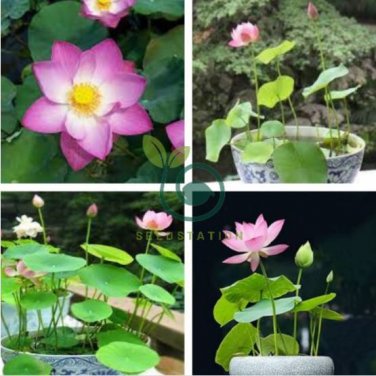 'Bathing Beauty' Pink Lotus Flower Water Lily Flower Aquatic Plants 2 Seeds