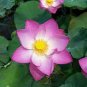 'Bathing Beauty' Pink Lotus Flower Water Lily Flower Aquatic Plants 2 Seeds