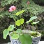 'Bathing Beauty' Pink Lotus Flower Water Lily Flower Aquatic Plants 2 Seeds
