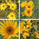 Maximillian Sunflower 30 Seeds