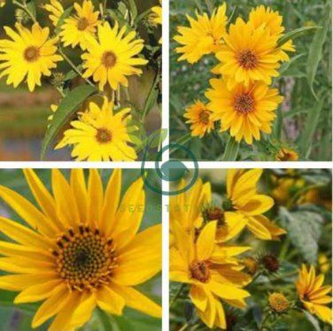 Maximillian Sunflower 30 Seeds
