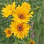 Maximillian Sunflower 30 Seeds