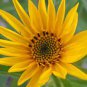 Maximillian Sunflower 30 Seeds