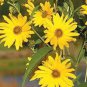 Maximillian Sunflower 30 Seeds