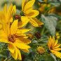 Maximillian Sunflower 30 Seeds