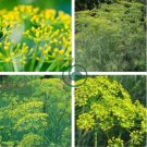 Dill Herb (Anethum graveolens) 60 Seeds
