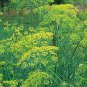 Dill Herb (Anethum graveolens) 60 Seeds