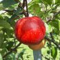 Dwarf Red Yellow Apple Tree 20 Seeds