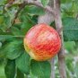 Dwarf Red Yellow Apple Tree 20 Seeds