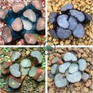 Haworthia Shinkirou Bonsai Black Succulent Plants 10 Seeds