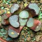 Haworthia Shinkirou Bonsai Black Succulent Plants 10 Seeds