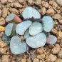 Haworthia Shinkirou Bonsai Black Succulent Plants 10 Seeds